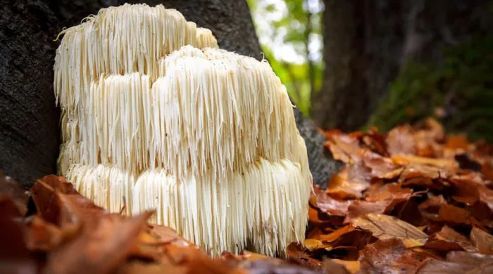 The Rise of Adaptogenic Beverages: Why Mushrooms Like Lion’s Mane and Reishi Are the Future of Energy